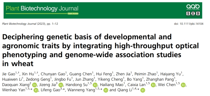 Plant Biotechnology Journal|高通量作物表型技術(shù)助力小麥生長(zhǎng)和產(chǎn)量相關(guān)性狀遺傳解析