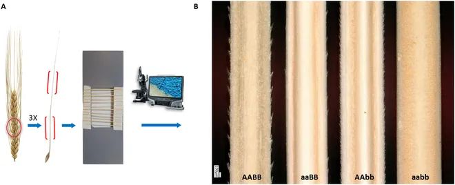 AwnImageAnalysisandPhenotypingUsingBarbNet使用BarbNet進(jìn)行芒的圖像分析和表型分析