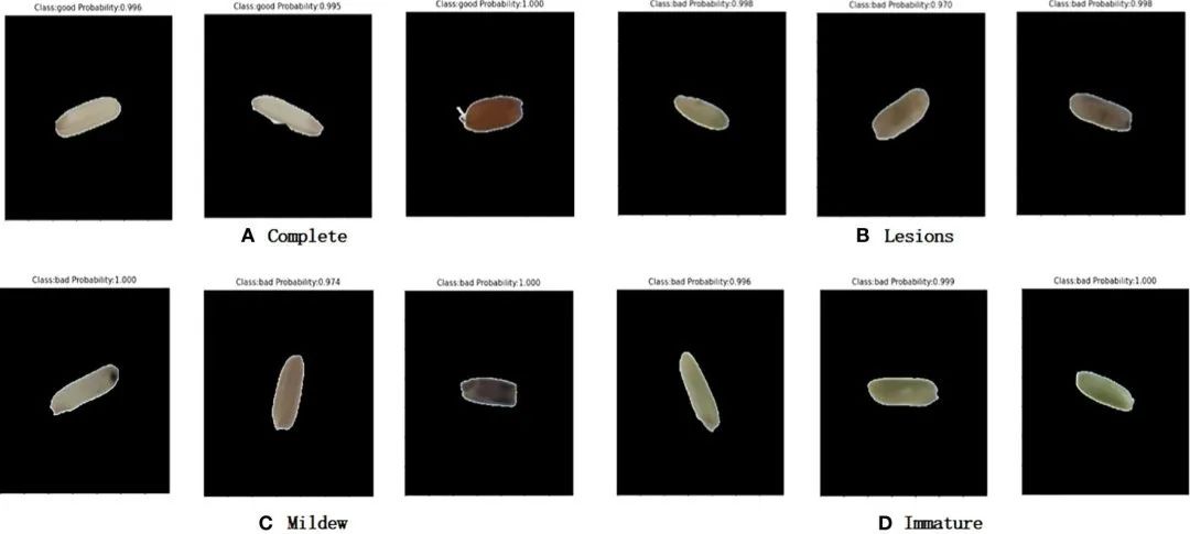 基于機器視覺和卷積神經(jīng)網(wǎng)絡(luò)的大米外觀品質(zhì)快速自動檢測系統(tǒng)的研究