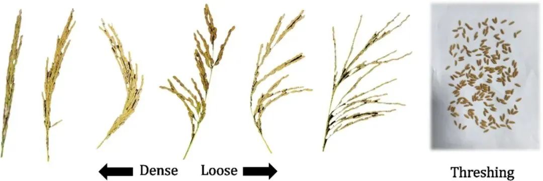 華中農(nóng)業(yè)大學(xué)宋鵬副教授團隊：自然形態(tài)稻粒精確計數(shù)：一種基于圖像分類和物體檢測的方法